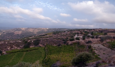 The vineyard in Crete at summer, Greece