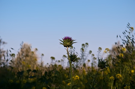 Field blooming thistle (Cirsium heterophyllum) .の写真素材
