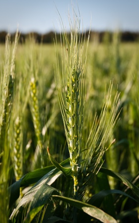 Green wheat field with blue  sky .の写真素材