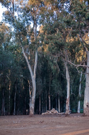 Eucalyptus grove. National Park. Israel. Tel-Aviv.の写真素材