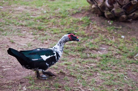 Wild duck on the lake .の写真素材