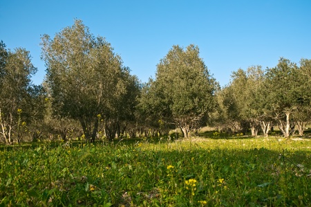 Rows of olive trees in the country. Spring. Israel.の写真素材