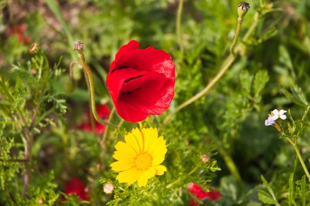 Poppy Anemone in the field .の写真素材