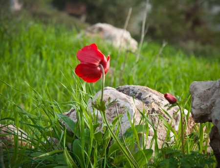 Poppy Anemone in the field .の写真素材