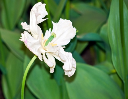 Close-up shot of white tulip not the usual form .の写真素材