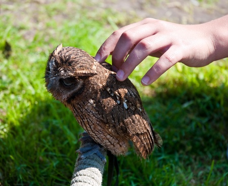 Children's hand stroked the little owlet sitting on a wooden support .の写真素材