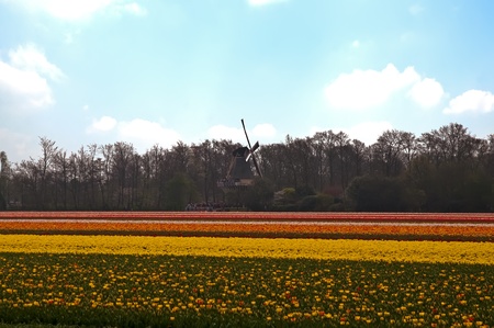 Flower fields in Holland .の写真素材