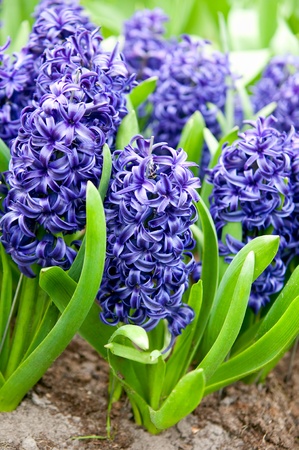 Hyacinths growing in field in Holland.の写真素材