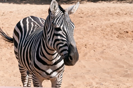 Close-up portrait of a  zebra .の写真素材
