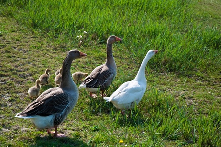 Goose with goslings in the family background of green grass.の写真素材