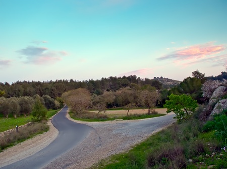 The road in the spring woods.のeditorial素材