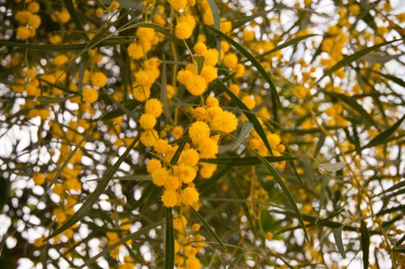 Twig with fluffy blooming mimosa flowers in spring.の写真素材