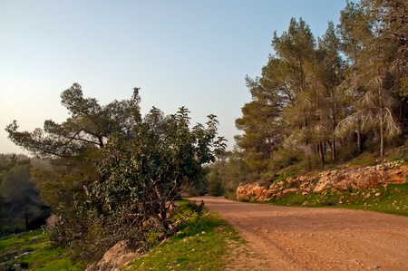 The road in the spring woods.の写真素材