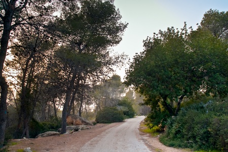 The road in the spring woods.の写真素材