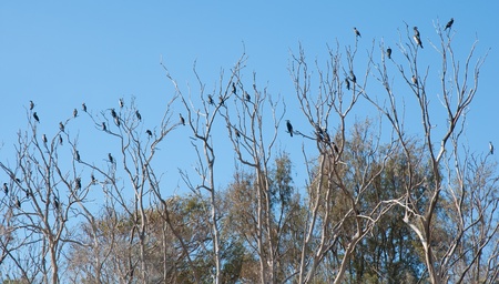 Migratory birds. Israeli National Park in winter. Palmohim.の写真素材