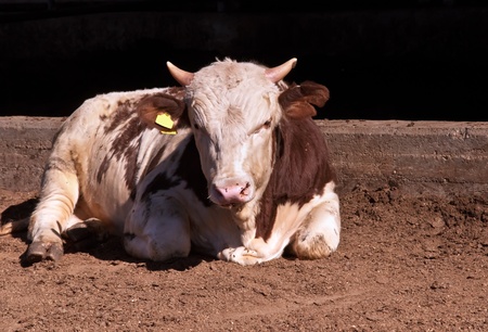 Brown cow calf on a dairy farm in the Israeli  .の写真素材