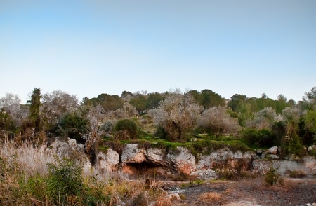 Rural israel landscape at the spring day .の写真素材