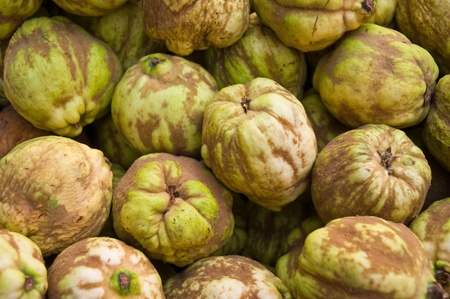 Etrog (scientific name: Citrus medica) is a species of citrus tree.の写真素材