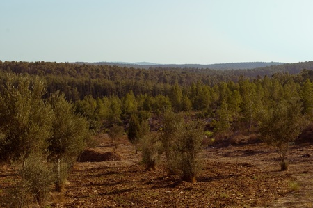 View of the forest in Israel. Beit Shemesh.の写真素材