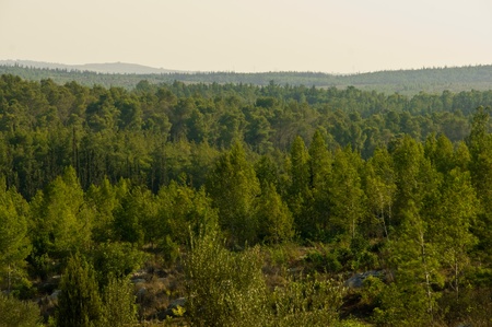 View of the forest in Israel. Beit Shemesh.の写真素材
