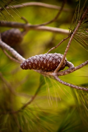Pine Cone And Branches .の写真素材