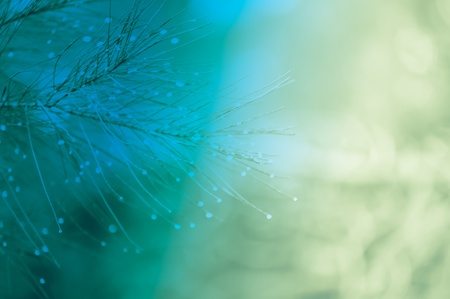 Magic branches of blue spruces , background.の写真素材