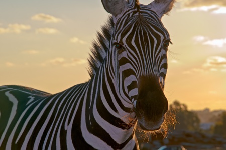 Portrait of a  zebra .の写真素材