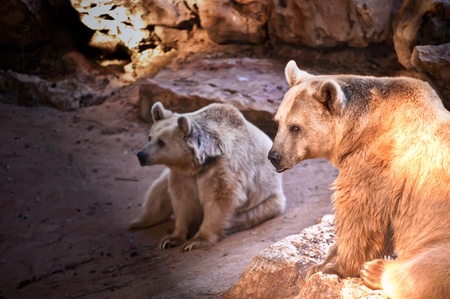 Syrian brown bear ( Ursus arctos syriacus ) .の写真素材