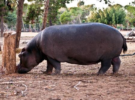 hippopotamus (Hippopotamus amphibius), or hippo , is a large, mostly herbivorous mammal in...
