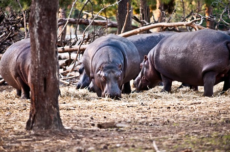 hippopotamus (Hippopotamus amphibius), or hippo , is a large, mostly herbivorous mammal in...