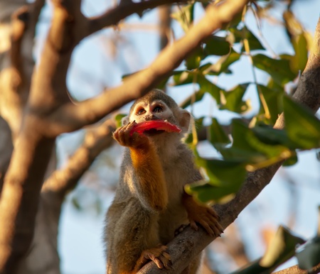 Squirrel monkey in a branch in Israel .