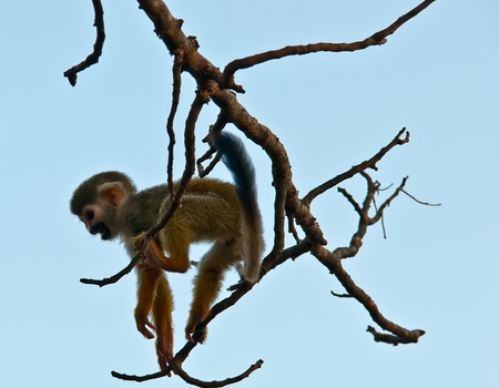 Squirrel monkey in a branch in Israel .