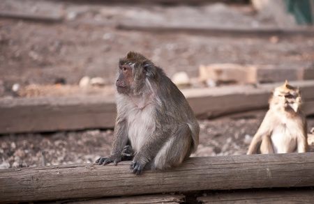 Crab-Eating macaque (Macaca fascicularis) .