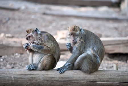 Crab-Eating macaque (Macaca fascicularis) .の写真素材