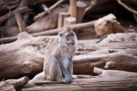 Crab-Eating macaque (Macaca fascicularis) .の写真素材