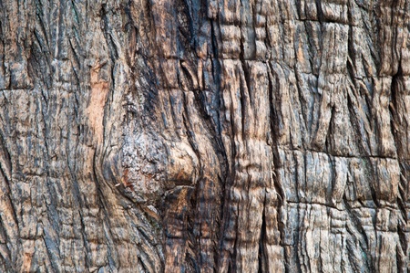 Bark of an old tree  Background 
