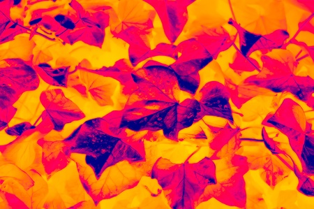Yellow background with orange and red-blue leaves of ivy 