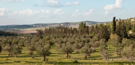 Panorama with rows of olive trees in the country  Spring  Israel のeditorial素材