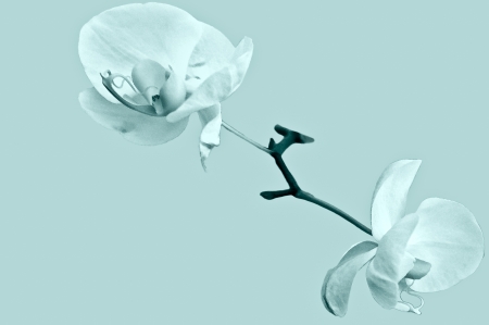Abstract beautiful orchidflowers background  の写真素材