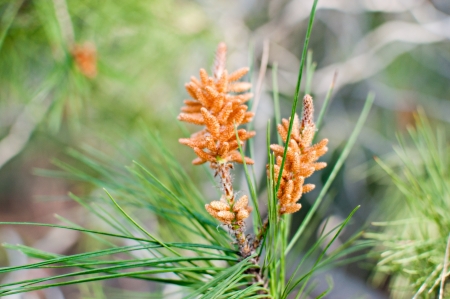 Fir branch with pine cones  の写真素材