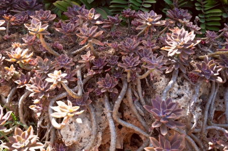 Succulent plant growing in the sun.の写真素材