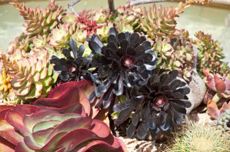 Succulent plant growing in the sun.の写真素材
