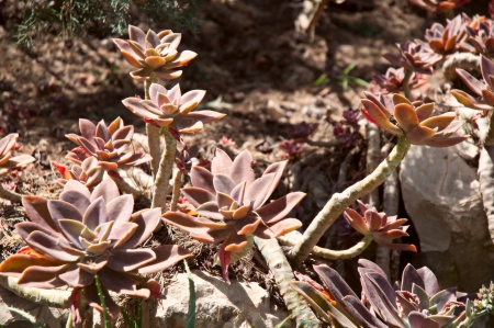 Succulent plant growing in the sun sun.の写真素材