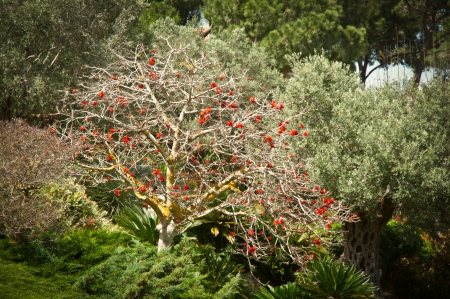 Blossoming tree with red flowers . Uously kaffrskaya .の写真素材