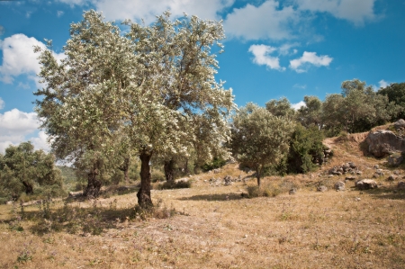 Ancient olive grove in the Jerusalem hills . Israelの写真素材