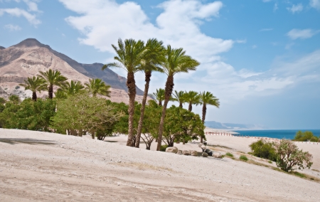 Oasis on the shore of the Dead Sea  Israelの写真素材