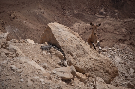 Ibex in the Negev desert  Israel の写真素材