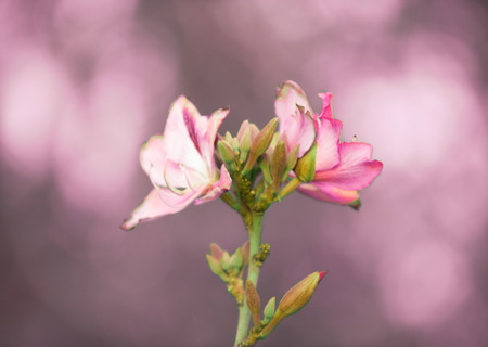 Closeup of a pink bauhinia flower .の写真素材