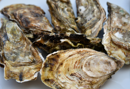 Animal shell, oyster, food state, appetizer,  full .