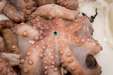 Raw fresh pink octopus on ice. Seafood market ,の写真素材